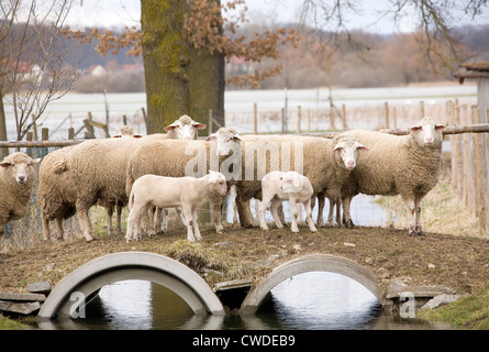 Riedlingen, inondazioni del Danubio: proteggere le pecore di fronte all'acqua Foto Stock