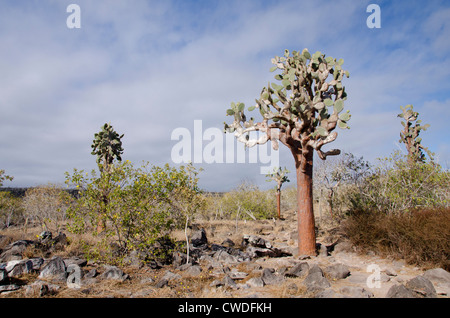 Ecuador, Galapagos, Santa Fe. Giant ficodindia cactus (sottospecie endemica - Opuntia echios barringtonensis) foresta. Foto Stock