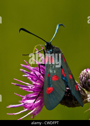 Un singolo spot cinque Burnett Moth alimentando il fiordaliso Foto Stock