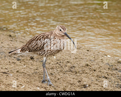 Curlew camminando lungo un raschiare Foto Stock