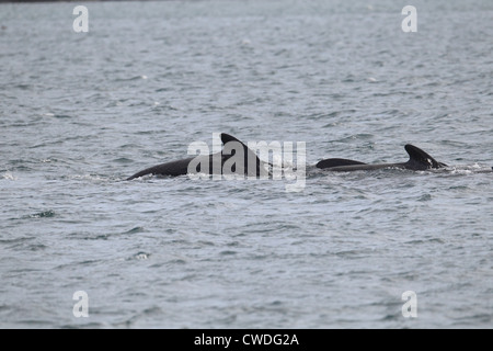 Alalonga Balene Pilota Globicephala melas Lerwick Isole Shetland Scozia UK Foto Stock