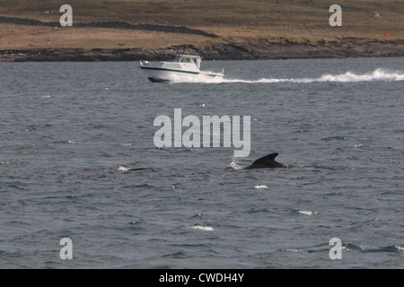 Alalonga Balene Pilota Globicephala melas Lerwick Isole Shetland Scozia UK Foto Stock