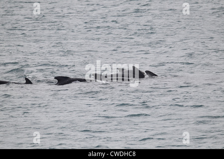 Alalonga Balene Pilota Globicephala melas Lerwick Isole Shetland Scozia UK Foto Stock