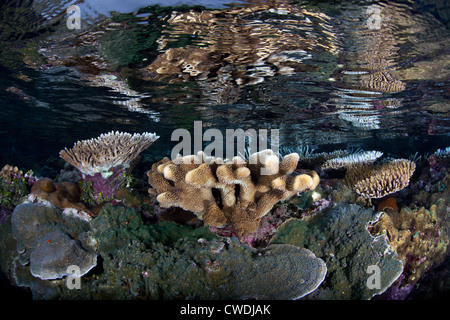 Specchiato in superficie, coralli duri crescere su una scogliera poco profondo piatto. Queste colonie di corallo fornire habitat per i piccoli pesci della barriera corallina. Foto Stock