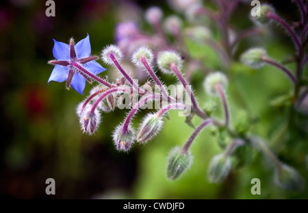 Blu fiore giardino closeup photo. La borragine noto anche come starflower Foto Stock