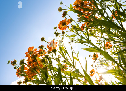 Arancio brillante helenium fiori sopra il cielo blu Foto Stock