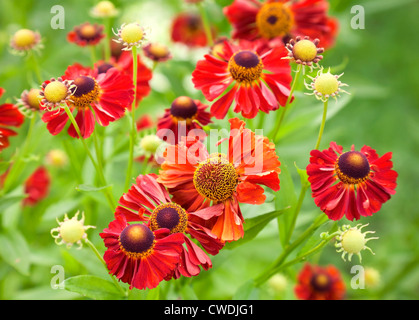 Rosso brillante helenium fiori nel giardino Foto Stock