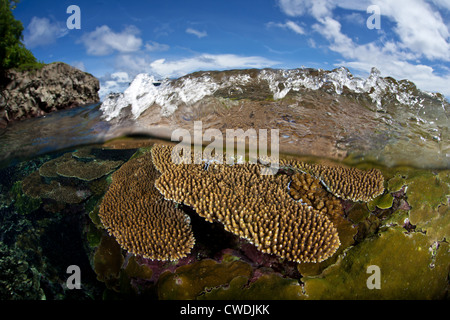 Una piccola onda si blocca su reef-costruzione di coralli che crescono su di una scogliera poco profonda sfrangiare un isola di pietra calcarea. Foto Stock