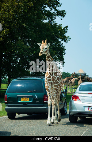 La giraffa saluto ai visitatori del parco, Safari, Six Flags, New Jersey, STATI UNITI D'AMERICA Foto Stock