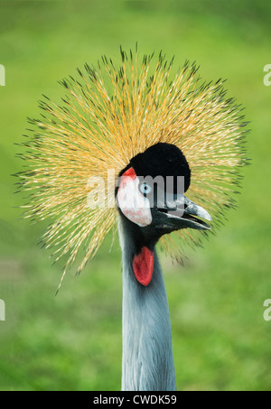 East African Crowned Crane, Balearica regulorum Foto Stock