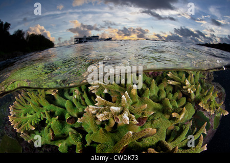 Come il sole tramonta una colonia di staghorn coral, Acropora sp., cresce appena sotto la superficie in prossimità di un isola di pietra calcarea. Foto Stock