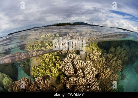 Una variegata Coral reef cresce appena sotto la bassa marea la linea vicino a una serie di basse isole giacente in una parte remota del Pacifico del Sud. Foto Stock