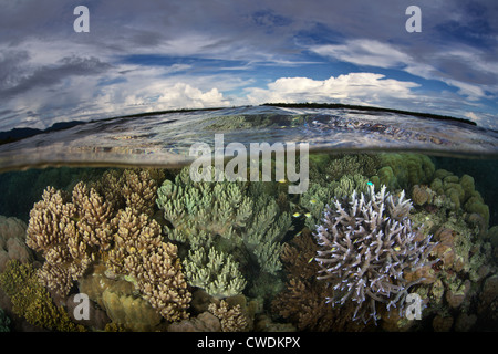 Una variegata Coral reef cresce appena al di sotto della linea di galleggiamento in prossimità di un remoto villaggio nelle isole Russell, parte delle Isole Salomone. Foto Stock