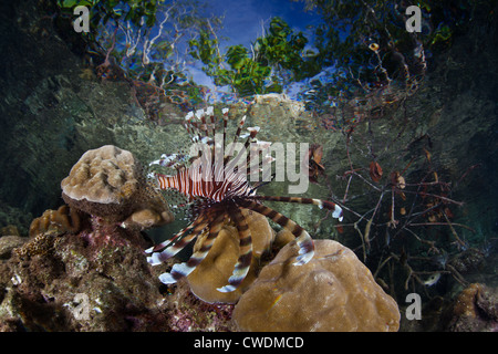 Un leone, pterois volitans, diffonde la sua lunga pinne pettorali fuori come nuota in acque poco profonde nei pressi di una foresta di mangrovie. Foto Stock