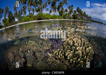 Un set di robusti reef-edificio coralli crescono nei bassifondi vicino a una spiaggia di sabbia bianca orlate da palme da cocco. Foto Stock