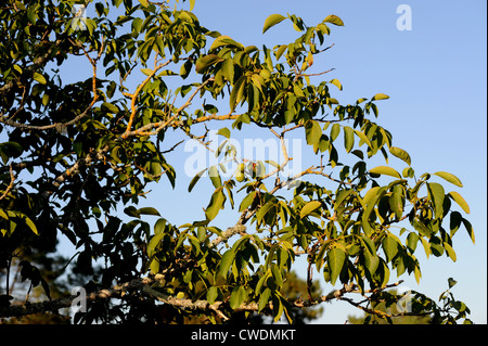 Walnut Tree vicino a Prayssac nel sacco e Dordoyne regione del sud-ovest della Francia Europa Foto Stock