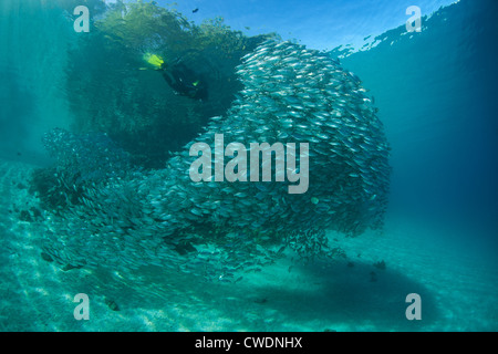 Una grande scuola di Oxeye scad, Selar boops, sciami insieme lungo una leggera pendenza di sabbia. Foto Stock