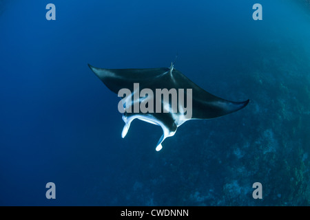 Una manta ray, Manta alfredi, nuotate lungo il bordo di una scogliera di corallo dropoff dove si nutre di zooplancton portati dalle correnti. Foto Stock