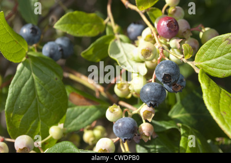 Per la maggior parte di colore rosa e verde per ora queste New England alta mirtilli bush sarà presto paffuto, succosa e pronto per il prelievo! Foto Stock