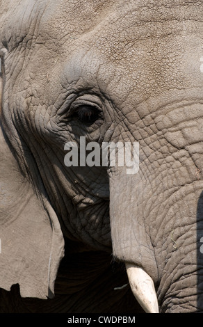 Il rugoso occhio di un elefante di invecchiamento Foto Stock