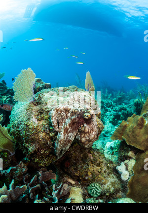 Barriera corallina caraibica Polpo (Octopus briareus) ho Foto Stock