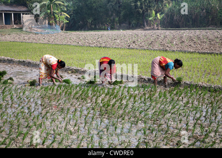 Le donne delle zone rurali che lavorano in riso piantagione in Kumrokhali, West Bengal, India il 14 gennaio 2009. Foto Stock