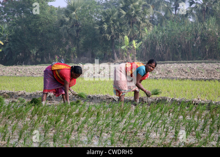 Le donne delle zone rurali che lavorano in riso piantagione in Kumrokhali, West Bengal, India il 14 gennaio 2009. Foto Stock