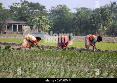 Le donne delle zone rurali che lavorano in riso piantagione in Kumrokhali, West Bengal, India il 14 gennaio 2009. Foto Stock