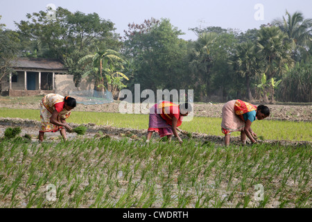 Le donne delle zone rurali che lavorano in riso piantagione in Kumrokhali, West Bengal, India il 14 gennaio 2009. Foto Stock