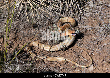 Coachwhip Masticophis flagello Palo Duro Canyon State Park, Texas, Stati Uniti 1 maggio adulto Colubridae Foto Stock