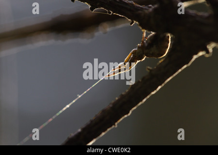 Paradoxus Hyptiotes - il Triangolo spider. Uno dei pochi non velenosi ragni europei. Parte della famiglia Uloboridae. Foto Stock