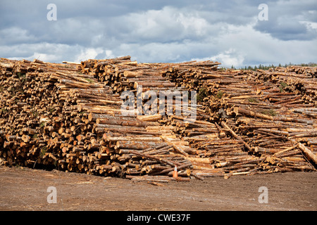 Pile di registri di abete rosso in attesa di essere trasformati in un impianto di pasta di legno e carta mulino. Foto Stock