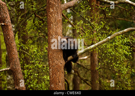Wolverine in un albero a Kristiandsand Zoo. Foto Stock