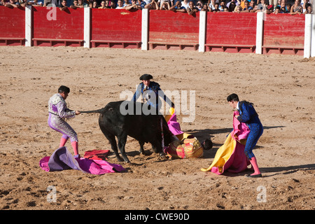 Banderilleros aiutando il torero gored da un toro durante la Fiesta di Nuestra Señora e San Roque Foto Stock