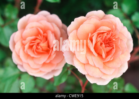 Primo piano di due Pink Camellia Foto Stock