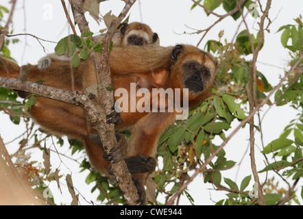 Nero scimmia urlatrice, femmina con baby (maschi sono nero, ma non le femmine), Pantanal del Nord, Brasile Foto Stock