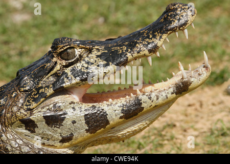 Jacare Cayman in Pantanal del Nord, Brasile Foto Stock