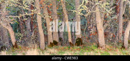 39,909.09502 tre 3 quasi invisibile Mule Deer nascosto in un colorato deciduo quercia foresta a prato di bordo. Foto Stock
