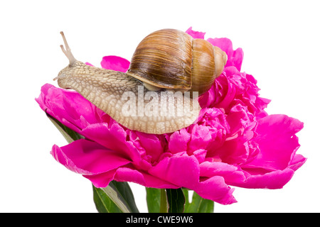 Grande uva lumaca è seduta su una rosa peonia giugno di campo dei fiori con le gocce di rugiada di pioggia e nebbia. Isolato su bianco, arte selectiv Foto Stock