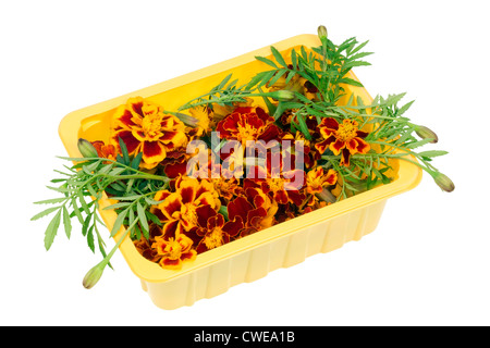 Fiori di zafferano (Tagetes) - utilizzato come spezia e pianta medicinale- in giallo scatola di plastica macro. I fiori sono preparati per il process Foto Stock
