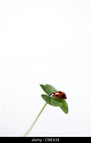 Ladybug su quattro Leaf Clover Foto Stock