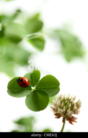 Ladybug su quattro Leaf Clover Foto Stock