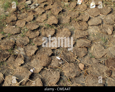 Asciugare sterco di vacca, India Foto Stock