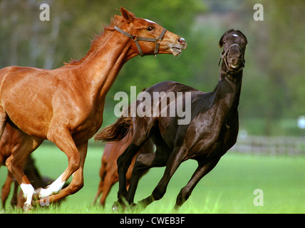 Görlsdorf, giovani stalloni galoppo su pascolo Foto Stock