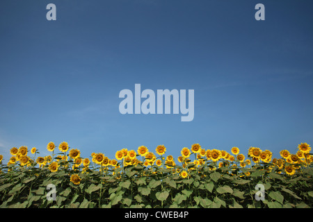 Girasoli contro il cielo blu, spazio di copia Foto Stock