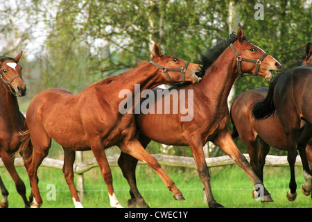 Görlsdorf, giovani stalloni nella lotta del pascolo Foto Stock