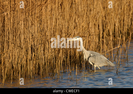 Airone cinerino (Ardea cinerea) adulto alimentazione a bordo della reedbed. Norfolk, Inghilterra. Novembre. Foto Stock