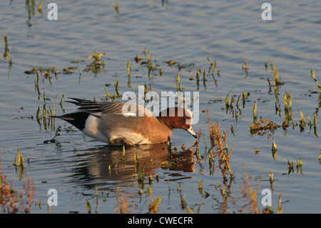 Fischione (Anas penelope) drake alimentazione nella palude di acqua dolce. Norfolk, Inghilterra. Novembre. Foto Stock