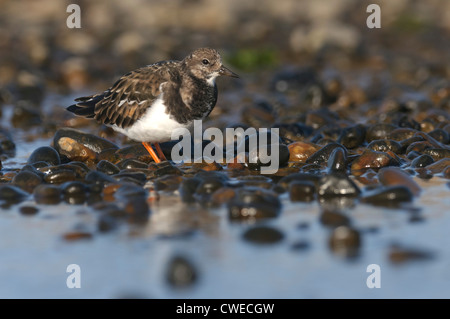 Voltapietre (Arenaria interpres) adulto in livrea invernale. Norfolk, Inghilterra. Novembre. Foto Stock