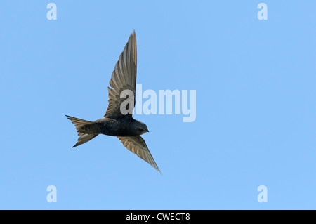 Comune (swift Apus apus) in volo. Norfolk. Maggio. Foto Stock